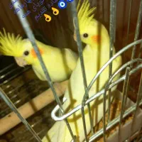 جفت نروماده از3ماهه تا8ماهه