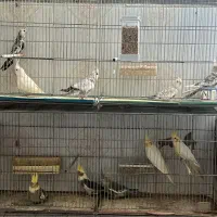 عروس هلندی|پرنده|یزد, |دیوار