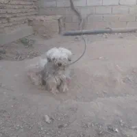 سگ پاکوتاه نر|سگ|میاندوآب, |دیوار