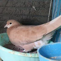 کبوتر|پرنده|سیرجان, |دیوار