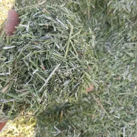 یونجه خورد شده