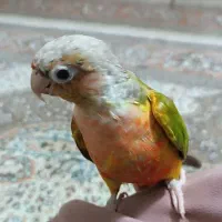 طوطیگرینچیک|پرنده|قائن, |دیوار