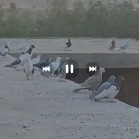 کبوتر