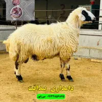 فروش بره نر سالم مهرشهر