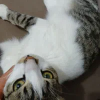 خانگی