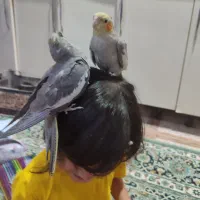 جوجه عروس پاریس