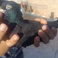 زاغ آبادانی