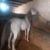 خرید فروش اسب مادیان پالونی|حیوانات مزرعه|بروجن, |دیوار