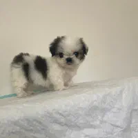 فروش توله شیتزو ماده مینی ژورنالی فنجونی۴ماهه