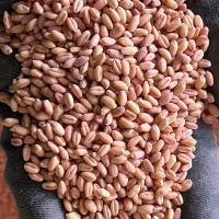 بذر گندم کوهدشت ضد عفونی شده