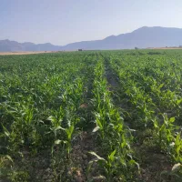 سه-هکتار-زمین-کشاورزی