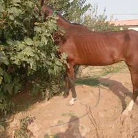 اسب مادیان