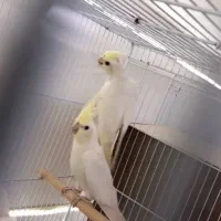 عروس هلندی کرم فیس