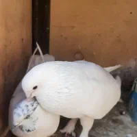 کبوتر|پرنده|محمدشهر, محمدشهر|دیوار