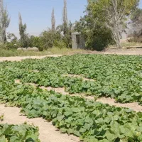 خیارقلمی بوته ای... کلی قیمت مناسب میخوام