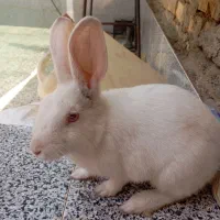 خرگوش سفید