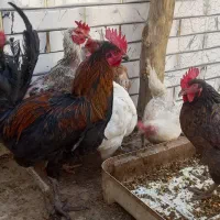 مرغ خروس محلی|حیوانات مزرعه|کرمان, |دیوار