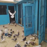 کبوتر شازده و کاشانی هستند|پرنده|پیر بکران, |دیوار