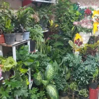 گلفروشی رز جاویدان بروجن دانشسرا