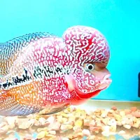 ماهی فلاور وارداتی