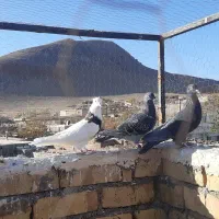 کفتر|پرنده|میان ولایت, |دیوار