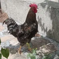 خروس رسمی