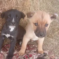 پاکوتا اصیل