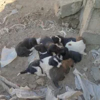 5توله بته دارن میخام کم کنم پولیم نیستن کسی خاست