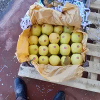 سیب سفید درجه یک|خوردنی و آشامیدنی|سیلوانه, |دیوار