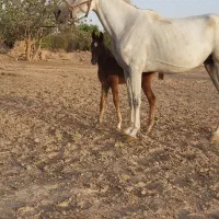 فروش مادیان|اسب و تجهیزات اسب‌سواری|ماهان, |دیوار