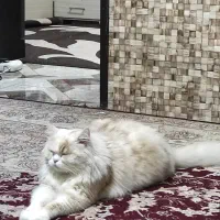 گربه|گربه|آبادان, |دیوار