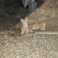 واگذاری بچه گربه