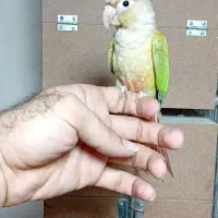 گرینچیک نر بالغ|پرنده|پاکدشت, پاکدشت (مامازند)|دیوار