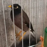 مرغ مینا و طوطی برزیلی