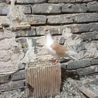 کفتر فروشی|پرنده|تربت‌حیدریه, جانبازان|دیوار