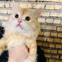 ۴ عدد گربه پرشین میکس|گربه|دزفول, |دیوار