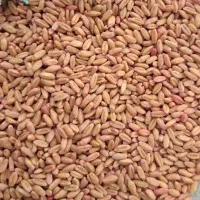 بذر مادری باران