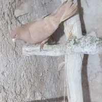 با سلام یه کبوتر زرد نر فروشی فقط تماس