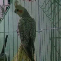 عروس هلندی مرواریدی ماده آماده جفت خوردن