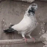 کفتر کبوترر