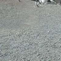 تیدی|پرنده|کهنوج, |دیوار