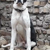 سگ نژاد دار