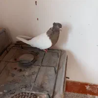 سینه فیلی یا فیلی کینح|پرنده|ملکان, |دیوار