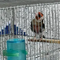 سهره جوجه قفس گل اروپایی ۳ساله جفتی فقط معاوضه