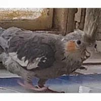 گمشده دو عدد عروس هلندی جوجه در عباس اباد