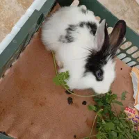 خرگوش نرمینیاتوری|موش و خرگوش|مهاباد (آذربایجان غربی), |دیوار