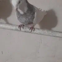 کبوتر طوقی نسل اجوری زری قهوای|پرنده|سنندج, |دیوار