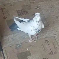 ماده دم سیاه