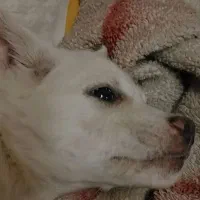 پامرانین Mix شیتزو