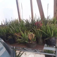 آلوئه ورا|گل و گیاه طبیعی|لاهیجان, گلستان|دیوار